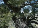 Four Peaks Wilderness Area Photo