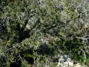 Four Peaks Wilderness Area Photo