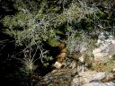 Four Peaks Wilderness Area Photo