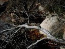 Four Peaks Wilderness Area Photo