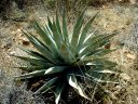 Four Peaks Wilderness Area Photo