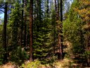 Horton Springs Photo