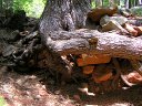 Horton Springs Photo