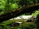 Horton Springs Photo