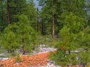 Knoll Lake Photo