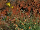 Sedona Photo