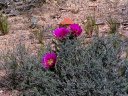 Sedona Photo