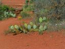 Sedona Photo