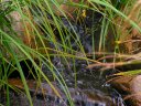 West Clear Creek Photo