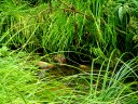West Clear Creek Photo
